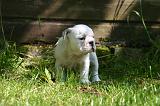 BULLDOG ANGLAIS 221